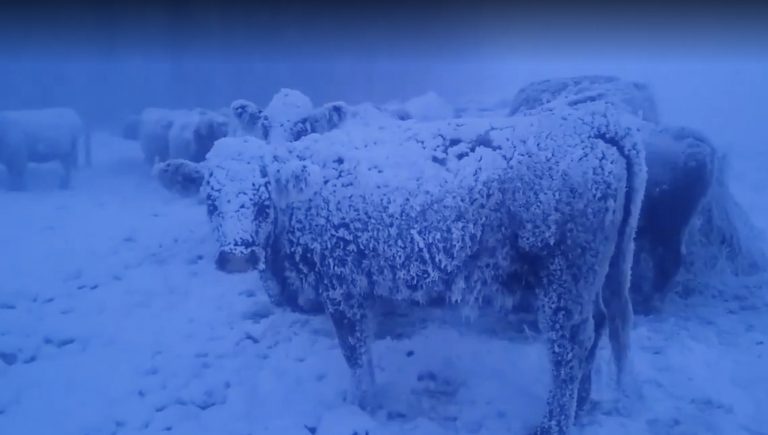 Αγελάδες σκεπασμένες με χιόνι αντιμέτωπες με την καναδική χιονοθύελλα